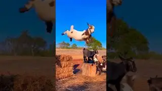 Baby Goat Funny Jumping 😆🤣#viral #playing #goat #jumping #shorts