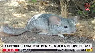 Chinchillas en peligro por instalación de mina de oro en Atacama
