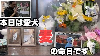 天国の麦へ！！2025年1月16日15時「命日」