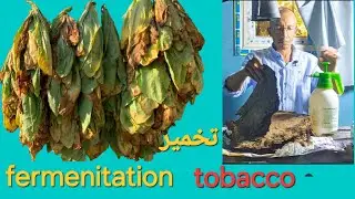 اسرارتحضير اوراق التبغ.مراحل التخمر واضافه النكهات السريه#fermentation_ tobacco