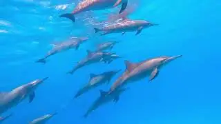 Sataya e i suoi delfini  #egypt #delfini