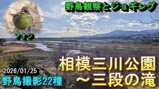 【野鳥観察とジョギング】相模川での探鳥　野鳥撮影22種　相模三川公園～三段の滝