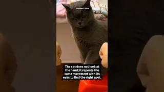 British Shorthair intelligent Cat #kolkata #gurgaon #forsale #britishshorthair #scottishfold #india