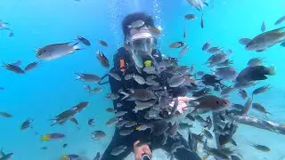 The Reef Woke Up the Moment I Entered the Water