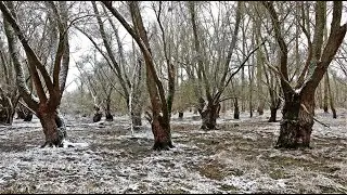 Schnee im Wald 1