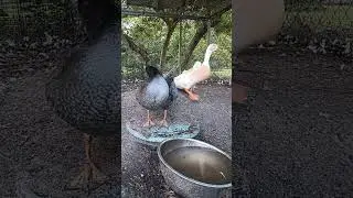 duck drinking