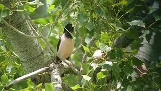 Roze spreeuw - Rosy starling