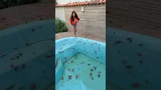 PISCINA COM BARATAS