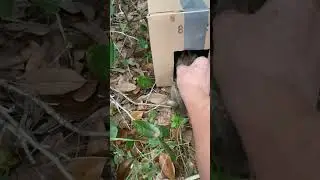 Soft-release of 2 cottontails (1 w/torn eyelid, healed) #rabbit #bunny #wildlife