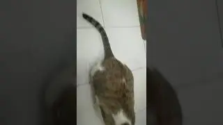 funny cat videos 2020 clean (funny)