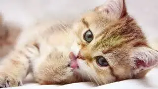 Slideshow cat