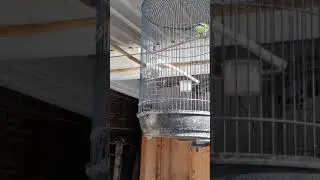 parkit cerdas serasa burung cendet