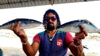 2 Rainbow Runner Fish Cutting | Fish Cutting Skills Sri Lanka