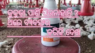କୁକୁଡ଼ା ପାଣି ପିଉନାହାନ୍ତି? ଗାଉଟ୍ ହେଉଛି।। poultry birds chicks Gout problem।Pani piunahati //mortality