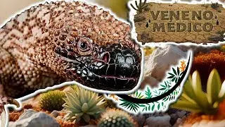 Lagarto Escorpión | Documental de Animales