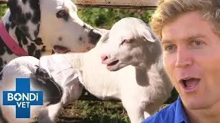 Emergency Blood Transfusion for Orphan Lamb Who's Adopted By Dog ❤️🥹 | Bondi Vet Clips | Bondi Vet