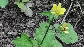 Geum urbanum ή &Gamma;έ&omicron;&nu; &tau;&omicron; &alpha;&sigma;&tau;ό&nu;