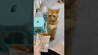 Silent Negotiations Begin 🍗🐾 #cat #cute #pet #cute