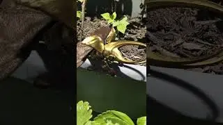 ULTRA RARE Golden Beetle in my garden!