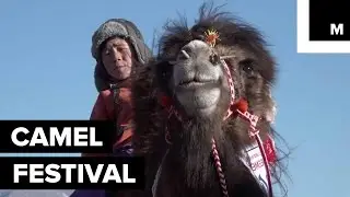 Festival in Mongolia Celebrates the Majestic Camel