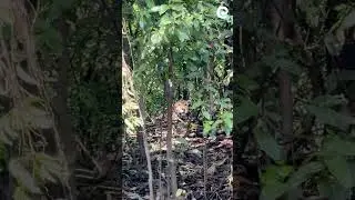 Jaguar in Loreto, Peru (2025)