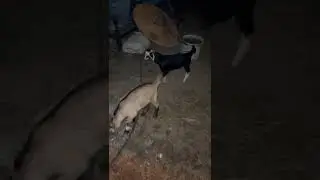yenidoğan kardeşler ne 🤣 #yenidoğan #ke&ccedil;i #animals #goat #k&ouml;yhayatı #animation #reality #cute