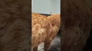 cute cat 💗💗#viral #popular #cat #cinematic 💗💗💗