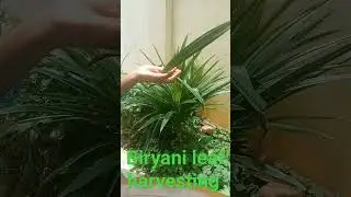Biryani leaf harvesting