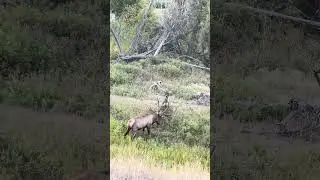 Bull Elk raking towards smaller bull and cow, CSKT