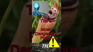 Top 5 most dangerous plants in the world! #facts #top5 #dangerousplants