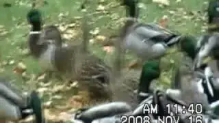 Wild Duck Feeding Frenzy - Part 1