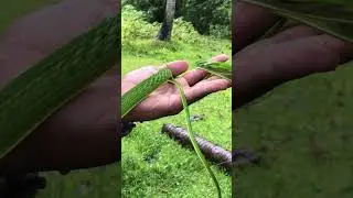 philippine vine snake (Ahaetulla prasina) mildly venomous.#viralvideo#herping#educationalpurposeonly
