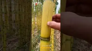 Smoothest Sugarcane Variety