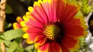 महंगे खाद नहीं सिर्फ किचेन वेस्ट का कमाल गार्डन में  खिलेंगे ढेर सारे फूल | Garden video #video 