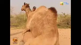 Camel Mating Season 🐪🔥 | Rare Breeding Behavior Caught on Camera | Viral Animal o@Desert_Dunes2481