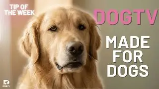 Does Dog TV Actually Work for Dogs? | DOGTV Tip Of The Week
