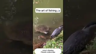 Clever Bird Uses Bait to Catch Fish | Nature&rsquo;s Smartest Fisherman! 🐦🎣