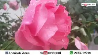 Spring in Swat Valley | Beautiful Views | Flowers of Different Colors in the Fruit Plant