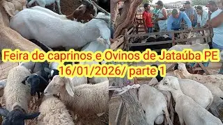 Feira de caprinos e Ovinos de Jataúba PE 16/01/2026/ parte 1
