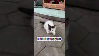 MOICI SI KUCING GEMES - LAGU #cat #kucinglucu #kucingpintar #kucinggemas #goodmorning