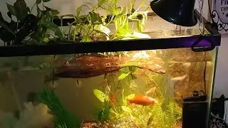 FISH ROOM TOUR!! UPDATE 8 MONTHS AFYER GETTING MY FIRST TANK!!