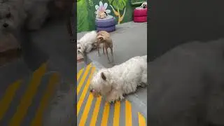 Petit The Dog Resort #doguinhobydoguinho #dogbydog #shots #shotsvideo #shorts #shortsfeed #dogs #you