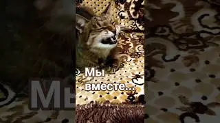 А вы замечали#cat #веселыекоты #животные #кошки #наука