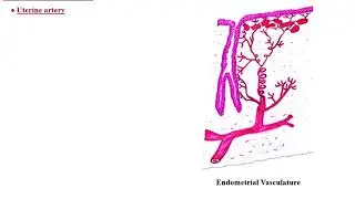 2 excretory passages uterus -Fallopian tube.