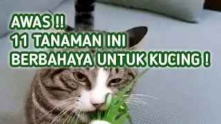 11 Tanaman yang Berbahaya untuk Kucing, Jauhkan Dari Kucing Anda !