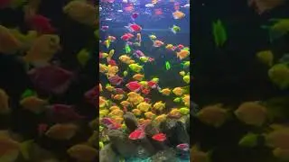 Aquarium collection #viralvideo #1million #angel #shark #see #seelive #seeworld #ship #crush #shorts