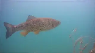 Tauchen im Schwarzlsee bei Graz