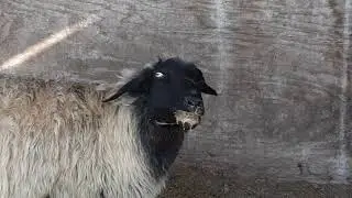 Sheep choke