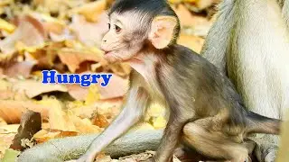 tiny baby monkey Anissa looks hungry cuz father no food or milk for Anissa.