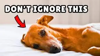 7 Warning Signs Your Dog Is Lonely (NEVER Ignore!) ⚠️